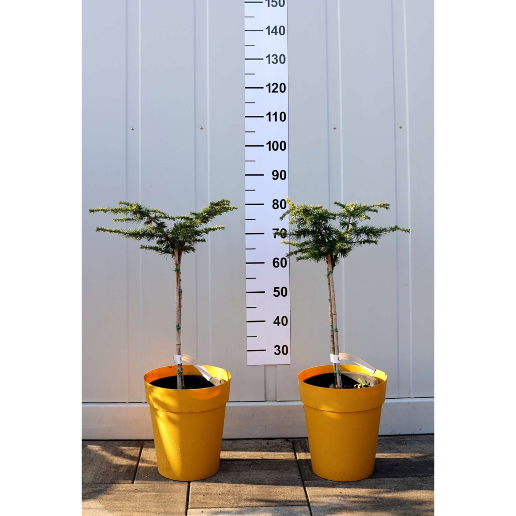 LIBANONI CÉDRUS NANA-CEDRUS LIBANI NANA 1/4 STANDARD