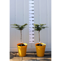 LIBANONI CÉDRUS NANA-CEDRUS LIBANI NANA 1/4 STANDARD