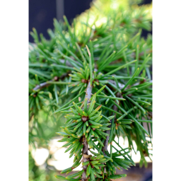 LIBANONI CÉDRUS NANA-CEDRUS LIBANI NANA 1/4 STANDARD