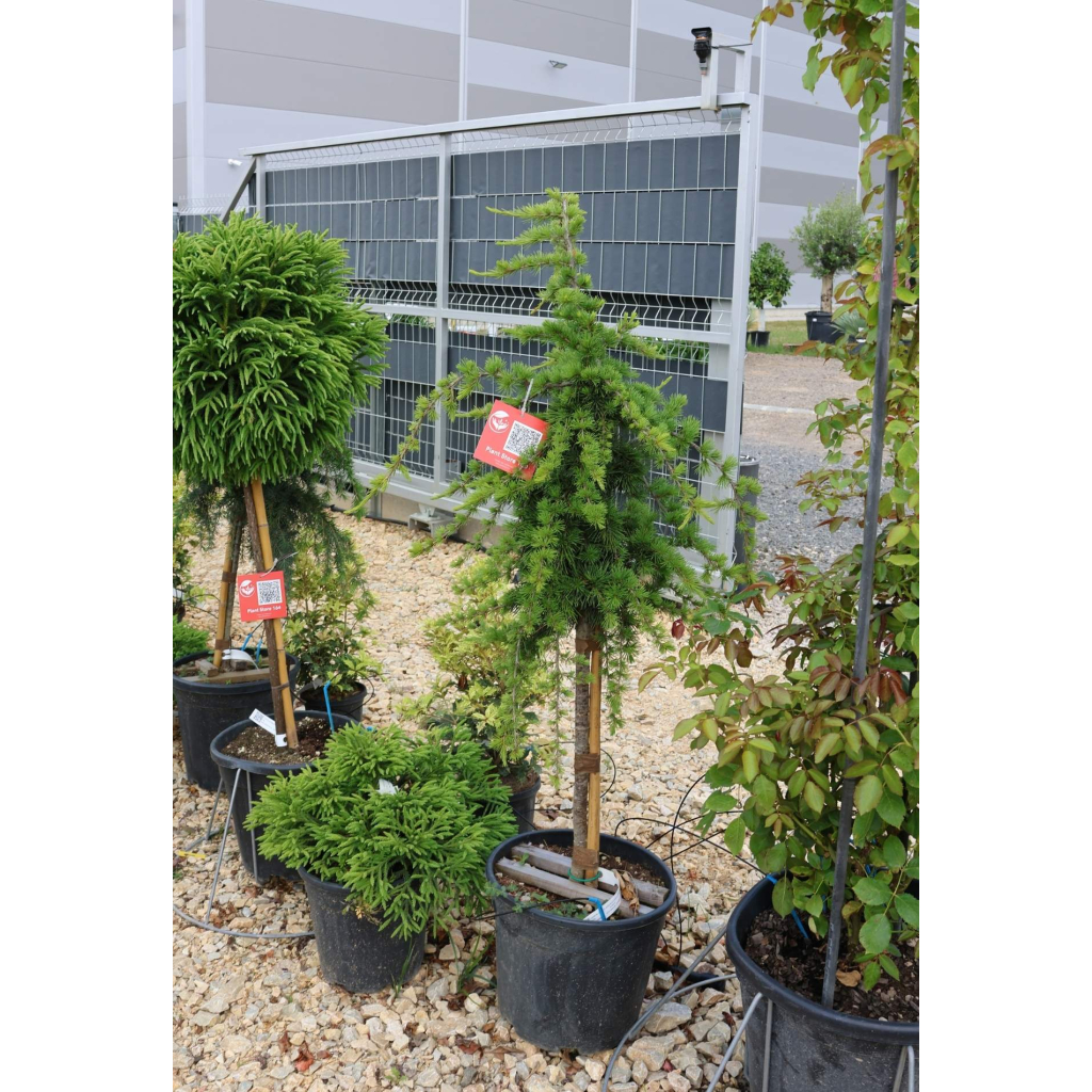 LIBANONI CÉDRUS SARGENTII-CEDRUS LIBANI SARGENTII 1/4 STANDARD