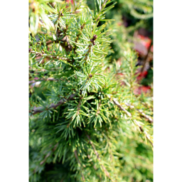 LIBANONI CÉDRUS SARGENTII-CEDRUS LIBANI SARGENTII 1/4 STANDARD