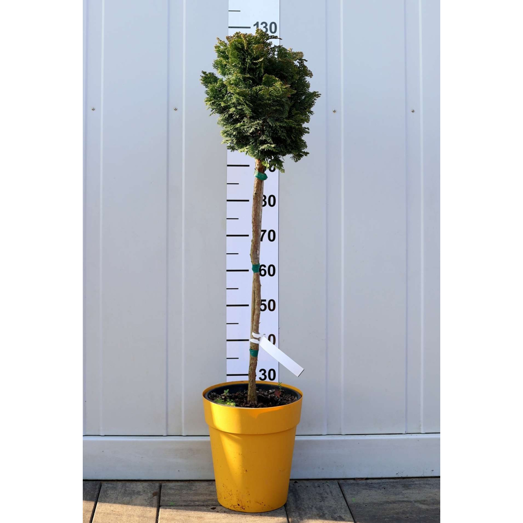 HINOKI HAMISCIPRUS-CHAMAECYPARIS OBTUSA NANA GRACILIS 1/4 STANDARD