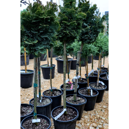 HINOKI HAMISCIPRUS-CHAMAECYPARIS OBTUSA NANA GRACILIS 1/4 STANDARD