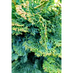 HINOKI HAMISCIPRUS-CHAMAECYPARIS OBTUSA NANA GRACILIS 1/4 STANDARD