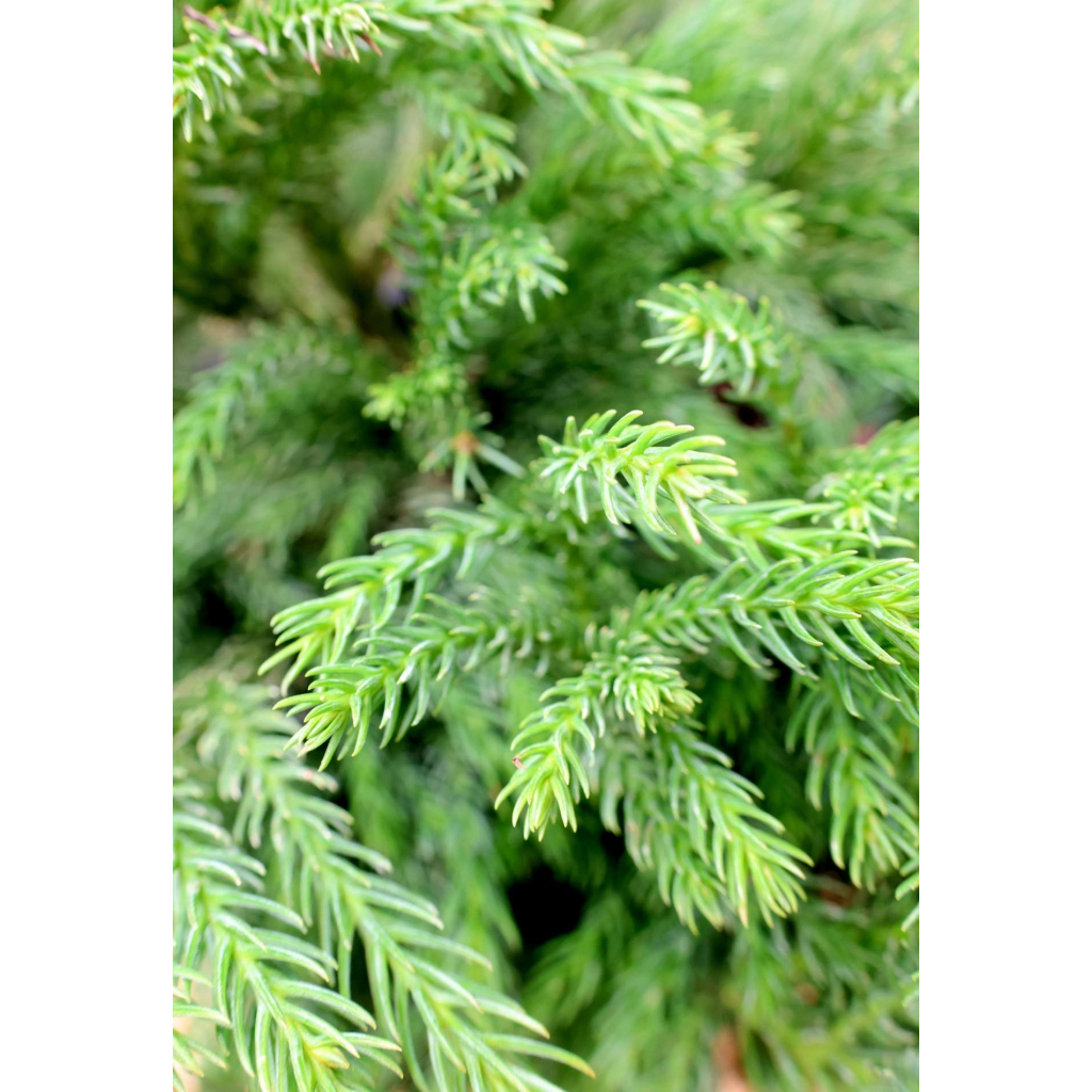 TÖRPE JAPÁNCIPRUS GÖMB-CRYPTOMERIA JAPONICA GLOBOSA NANA