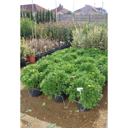 TÖRPE JAPÁNCIPRUS GÖMB-CRYPTOMERIA JAPONICA GLOBOSA NANA