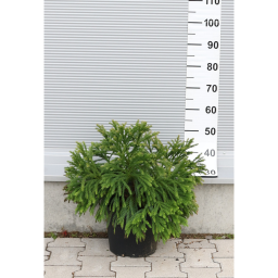 TÖRPE JAPÁNCIPRUS GÖMB-CRYPTOMERIA JAPONICA GLOBOSA NANA