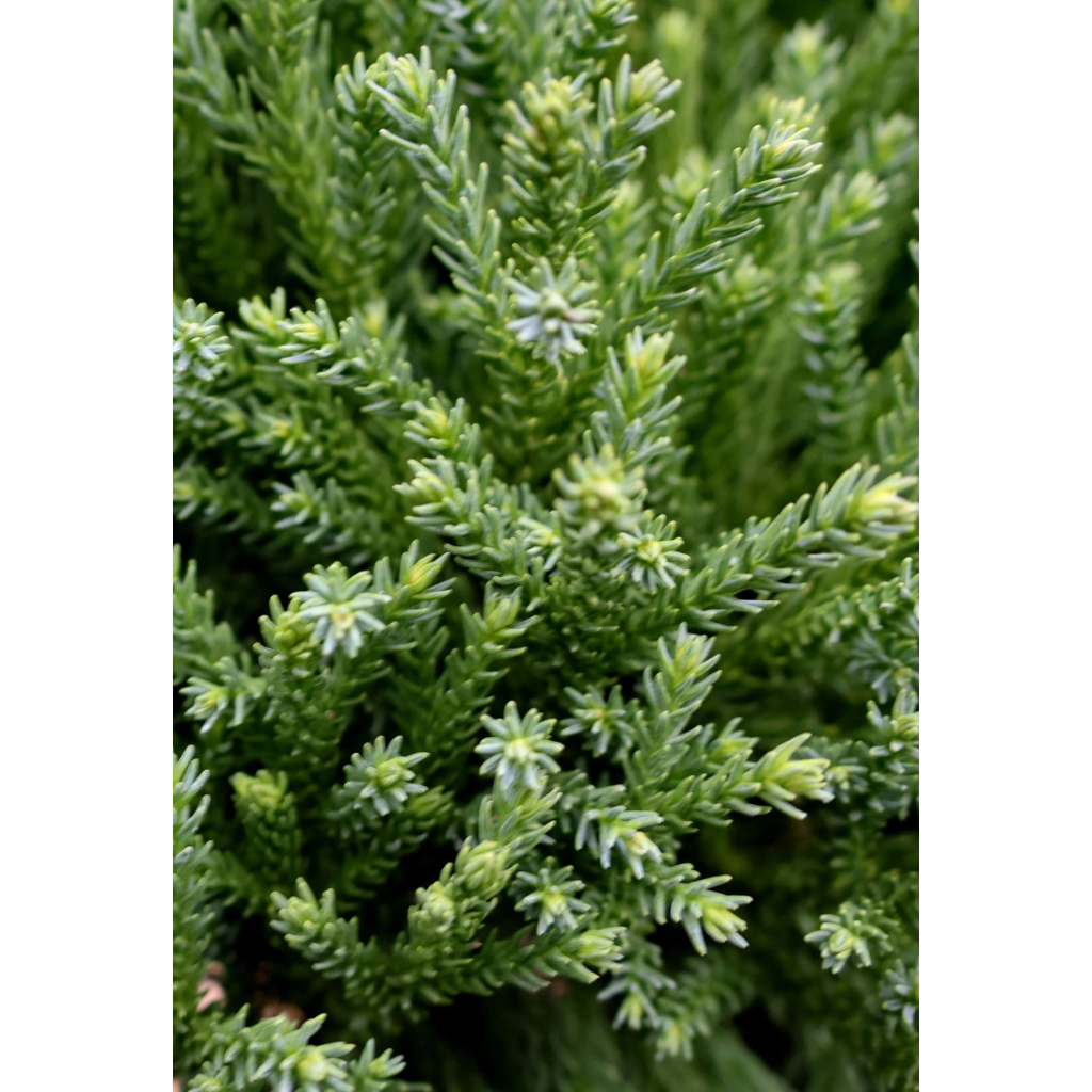 TÖRPE JAPÁNCIPRUS TÖRZSES 1/2-CRYPTOMERIA JAPONICA GLOBOSA NANA 1/2 STANDARD