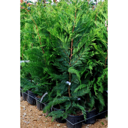 LEYLANDI CIPRUS 3L-CUPRESSOCYPARIS LEYLANDII BUSH