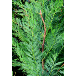 LEYLANDI CIPRUS 3L-CUPRESSOCYPARIS LEYLANDII BUSH