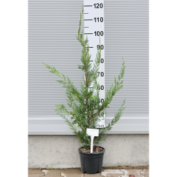 LEYLANDI CIPRUS 3L-CUPRESSOCYPARIS LEYLANDII BUSH