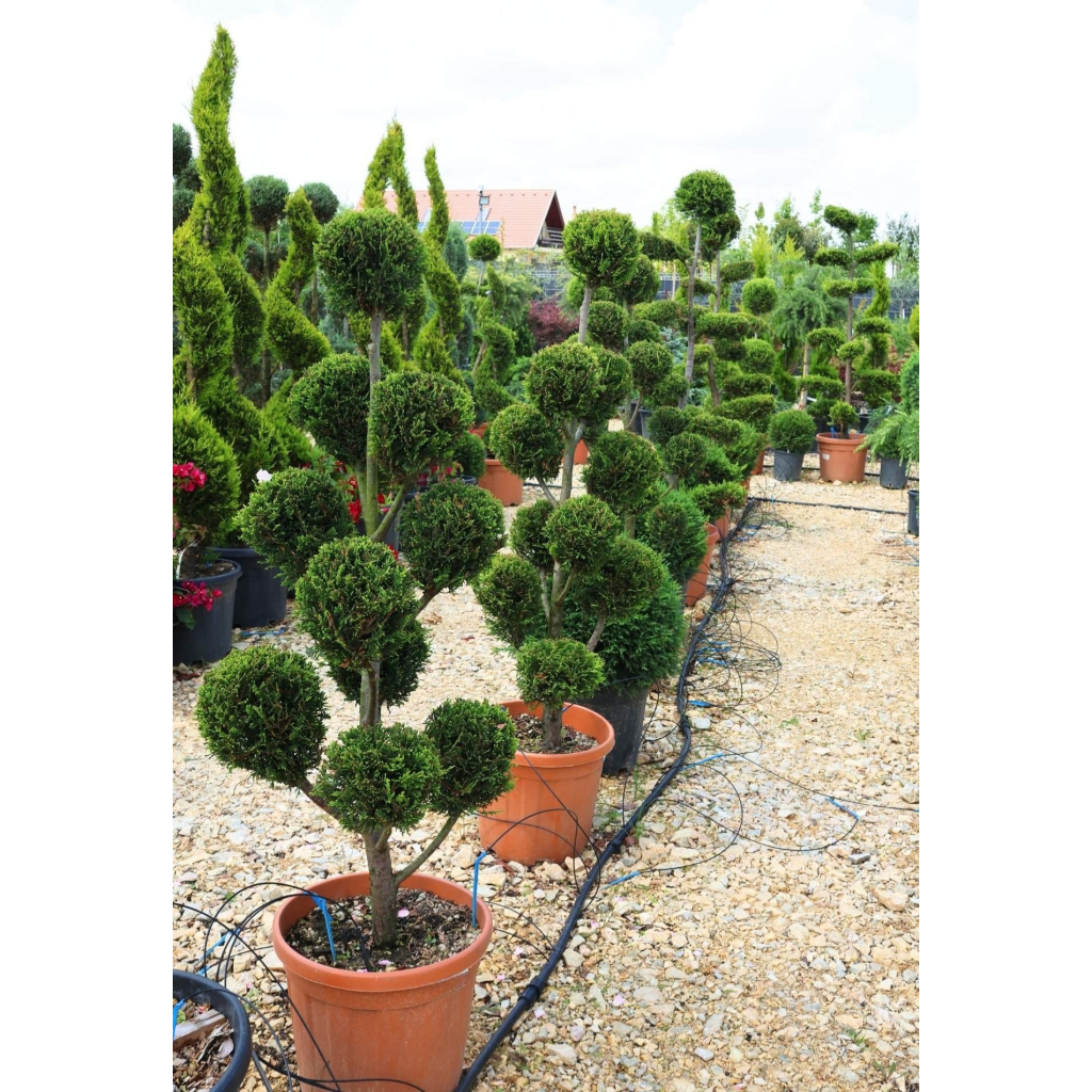 LEYLANDI CIPRUS CASTLEWELLAN GOLD PON PON-CUPRESSOCYPARIS LEYL. CASTLEWELLAND GOLD PONPON