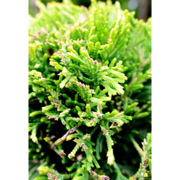 LEYLANDI CIPRUS CASTLEWELLAN GOLD PON PON-CUPRESSOCYPARIS LEYL. CASTLEWELLAND GOLD PONPON