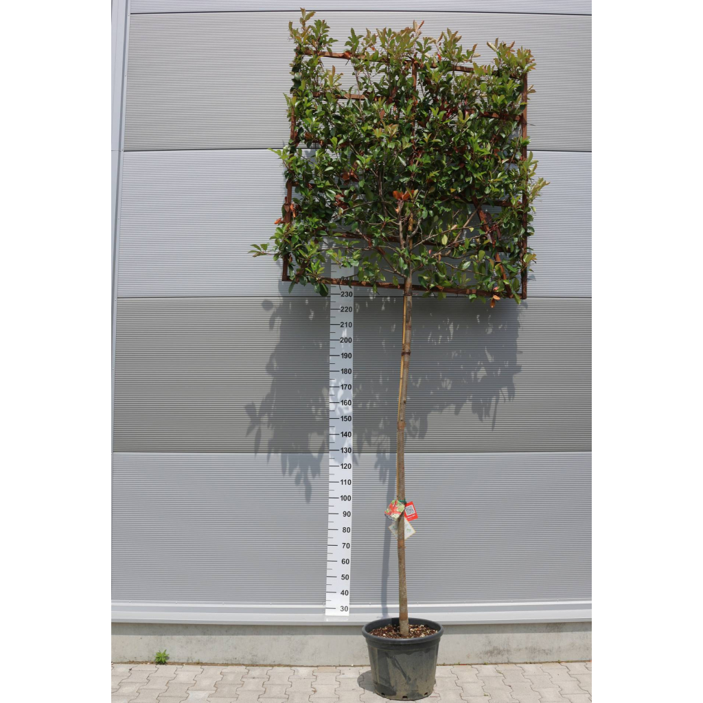 KORALLBERKENYE TÉRELVÁLASZTÓ FA- Photinia Fraseri Red Robin