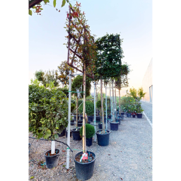 KORALLBERKENYE TÉRELVÁLASZTÓ FA- Photinia Fraseri Red Robin