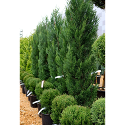 OSZLOPOS LEYLANDI CIPRUS-CUPRESSOCYPARIS LEYL. PYRAMIDALIS[2001] BUSH