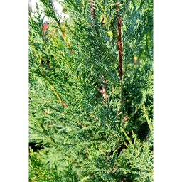 OSZLOPOS LEYLANDI CIPRUS-CUPRESSOCYPARIS LEYL. PYRAMIDALIS[2001] BUSH