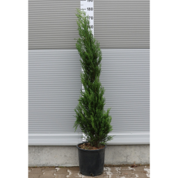 OSZLOPOS LEYLANDI CIPRUS-CUPRESSOCYPARIS LEYL. PYRAMIDALIS[2001] BUSH