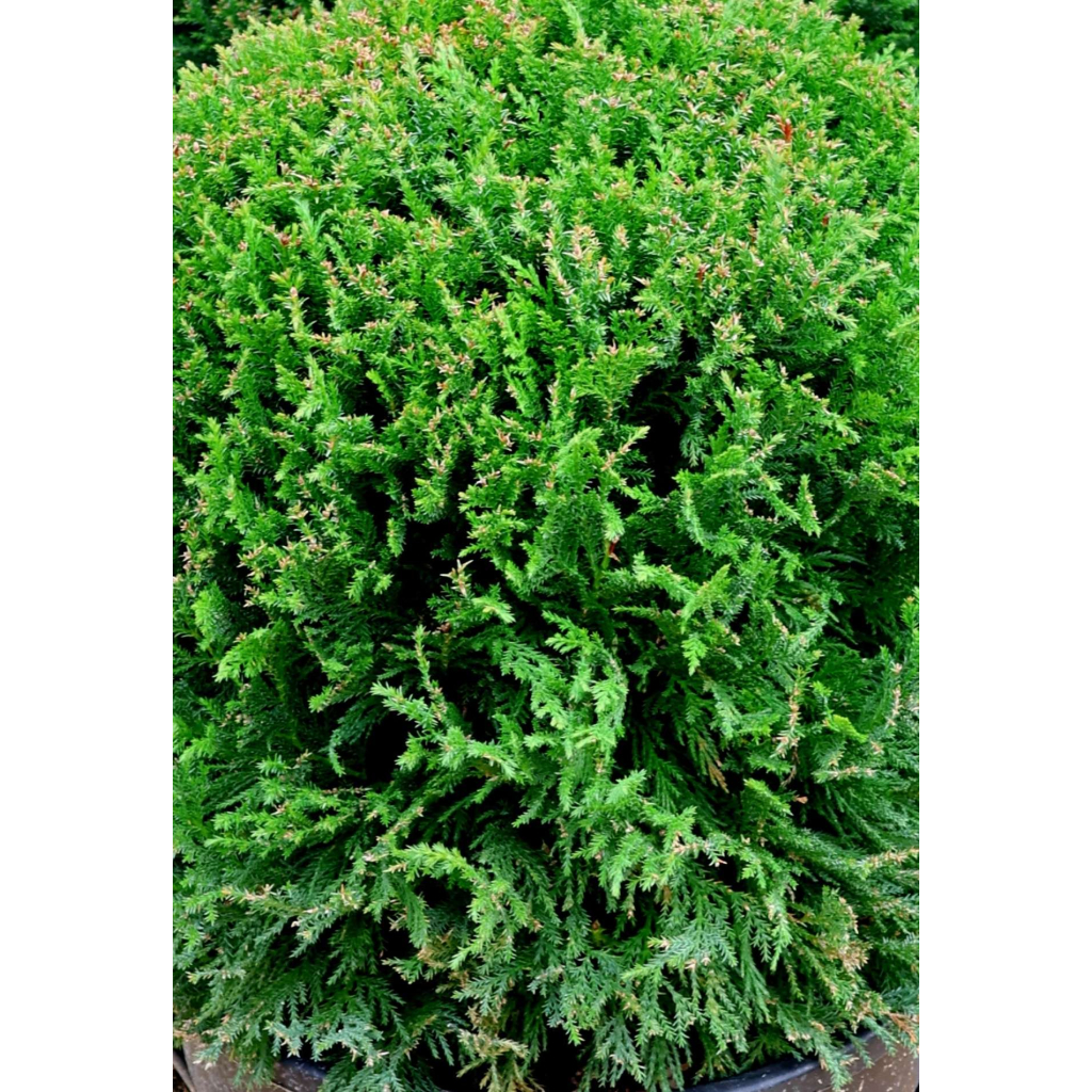 LEYLANDI CIPRUS VITO GÖMB - CUPRESSOCYPARIS LEYLANDII VITO BALL