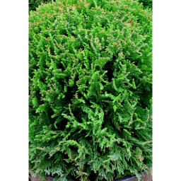 LEYLANDI CIPRUS VITO GÖMB - CUPRESSOCYPARIS LEYLANDII VITO BALL