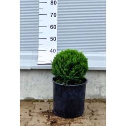 LEYLANDI CIPRUS VITO GÖMB - CUPRESSOCYPARIS LEYLANDII VITO BALL
