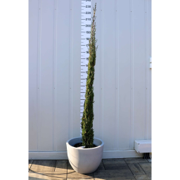 EURÓPAI CIPRUS 25L-CUPRESSUS SEMPERVIRENS PYRAMIDALIS BUSH