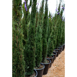 EURÓPAI CIPRUS 25L-CUPRESSUS SEMPERVIRENS PYRAMIDALIS BUSH