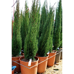 EURÓPAI CIPRUS TOTEM 9L-CUPRESSUS SEMPERVIRENS TOTEM BUSH