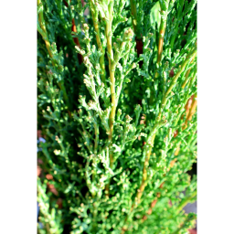 EURÓPAI CIPRUS TOTEM 9L-CUPRESSUS SEMPERVIRENS TOTEM BUSH