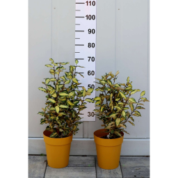 TARKALEVELŰ EZÜSTFA MARYLINE CSERJE 3L-ELAEAGNUS X EBBINGEI MARYLINE BUSH