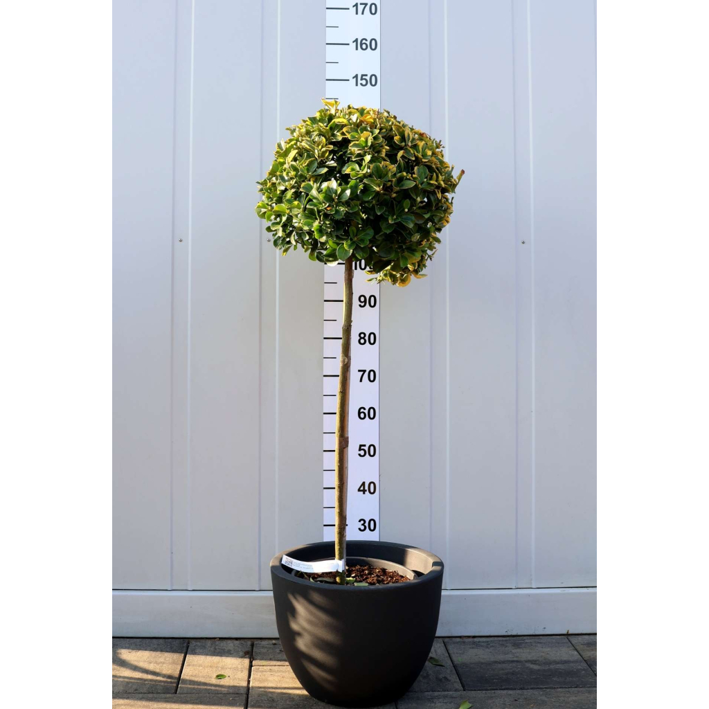 SÁRGATARKA JAPÁN KECSKERÁGÓ 1/2 STANDARD-EUONYMUS JAPONICUS AUREA 1/2 STANDARD