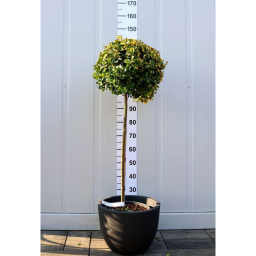 SÁRGATARKA JAPÁN KECSKERÁGÓ 1/2 STANDARD-EUONYMUS JAPONICUS AUREA 1/2 STANDARD