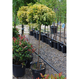 SÁRGATARKA JAPÁN KECSKERÁGÓ 1/2 STANDARD-EUONYMUS JAPONICUS AUREA 1/2 STANDARD