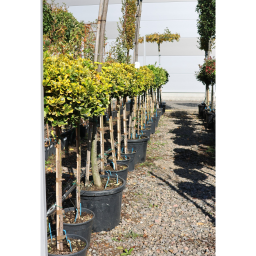 SÁRGATARKA JAPÁN KECSKERÁGÓ 1/2 STANDARD-EUONYMUS JAPONICUS AUREA 1/2 STANDARD