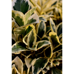 SÁRGATARKA JAPÁN KECSKERÁGÓ 1/2 STANDARD-EUONYMUS JAPONICUS AUREA 1/2 STANDARD