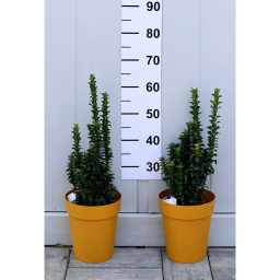 OSZLOPOS KECSKERÁGÓ BENKOMASAKI 3L-EUONYMUS JAPONICUS BENKOMASAKI