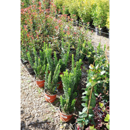 OSZLOPOS KECSKERÁGÓ BENKOMASAKI 3L-EUONYMUS JAPONICUS BENKOMASAKI