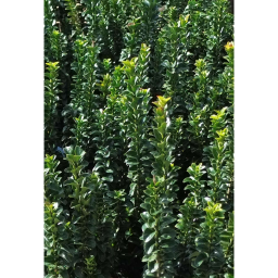 OSZLOPOS KECSKERÁGÓ BENKOMASAKI 3L-EUONYMUS JAPONICUS BENKOMASAKI