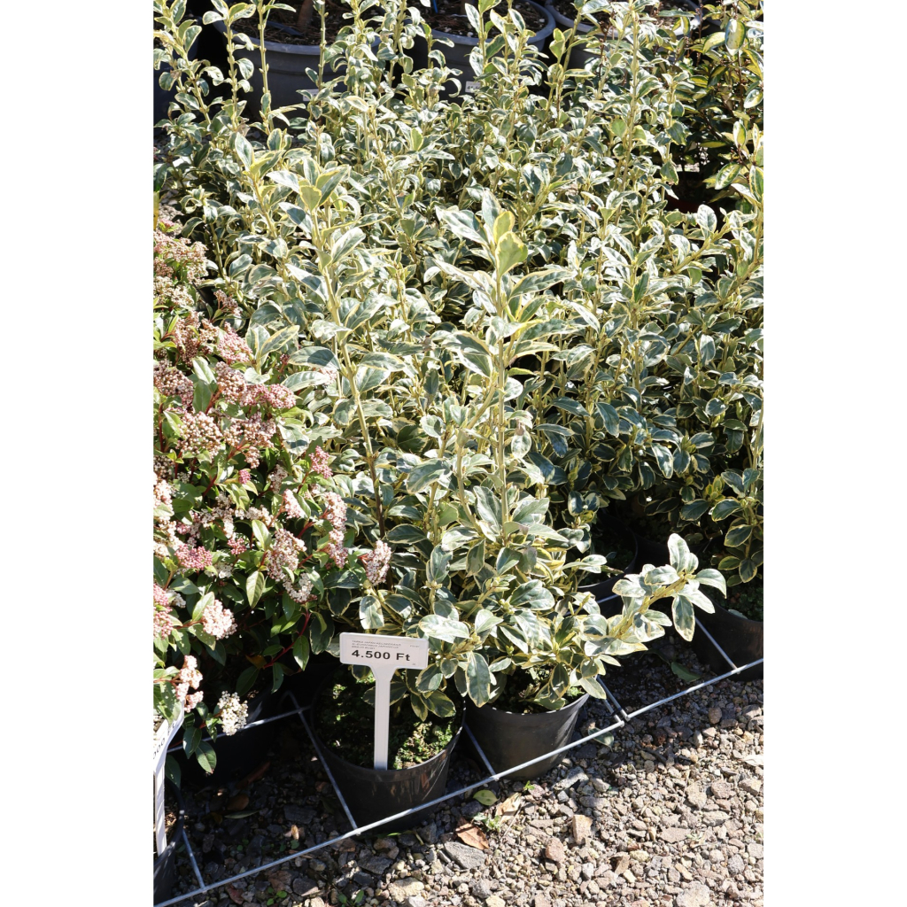 TARKA JAPÁN KECSKERÁGÓ 3L-EUONYMUS JAPONICUS BRAVO BUSH