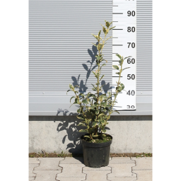 TARKA JAPÁN KECSKERÁGÓ 3L-EUONYMUS JAPONICUS BRAVO BUSH