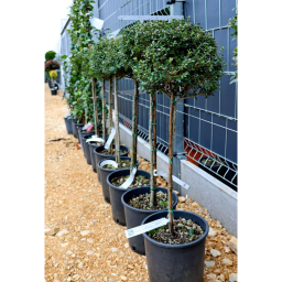 MAGYAL GÖMB CSERJE TÖRZSES 1/4 7L-ILEX CRENATA GLORY GEM 1/4 STANDARD