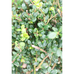 MAGYAL GÖMB CSERJE TÖRZSES 1/4 7L-ILEX CRENATA GLORY GEM 1/4 STANDARD