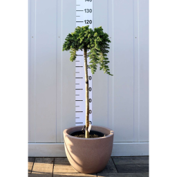 FÖVENYBORÓKA BLUE PACIFIC 1/2 18L - JUNIPERUS CONFERTA BLUE PACIFIC 1/2 STANDARD