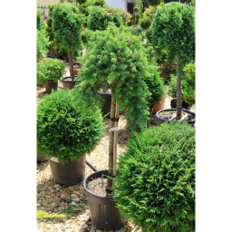 FÖVENYBORÓKA BLUE PACIFIC 1/2 18L - JUNIPERUS CONFERTA BLUE PACIFIC 1/2 STANDARD