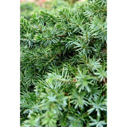 FÖVENYBORÓKA BLUE PACIFIC 1/2 18L - JUNIPERUS CONFERTA BLUE PACIFIC 1/2 STANDARD