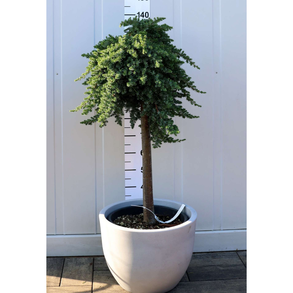 FÖVENYBORÓKA BLUE PACIFIC 1/230L- JUNIPERUS CONFERTA BLUE PACIFIC 1/2 STANDARD