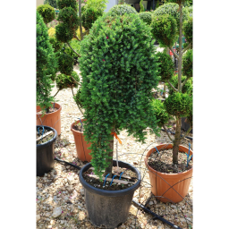 FÖVENYBORÓKA BLUE PACIFIC 1/230L- JUNIPERUS CONFERTA BLUE PACIFIC 1/2 STANDARD