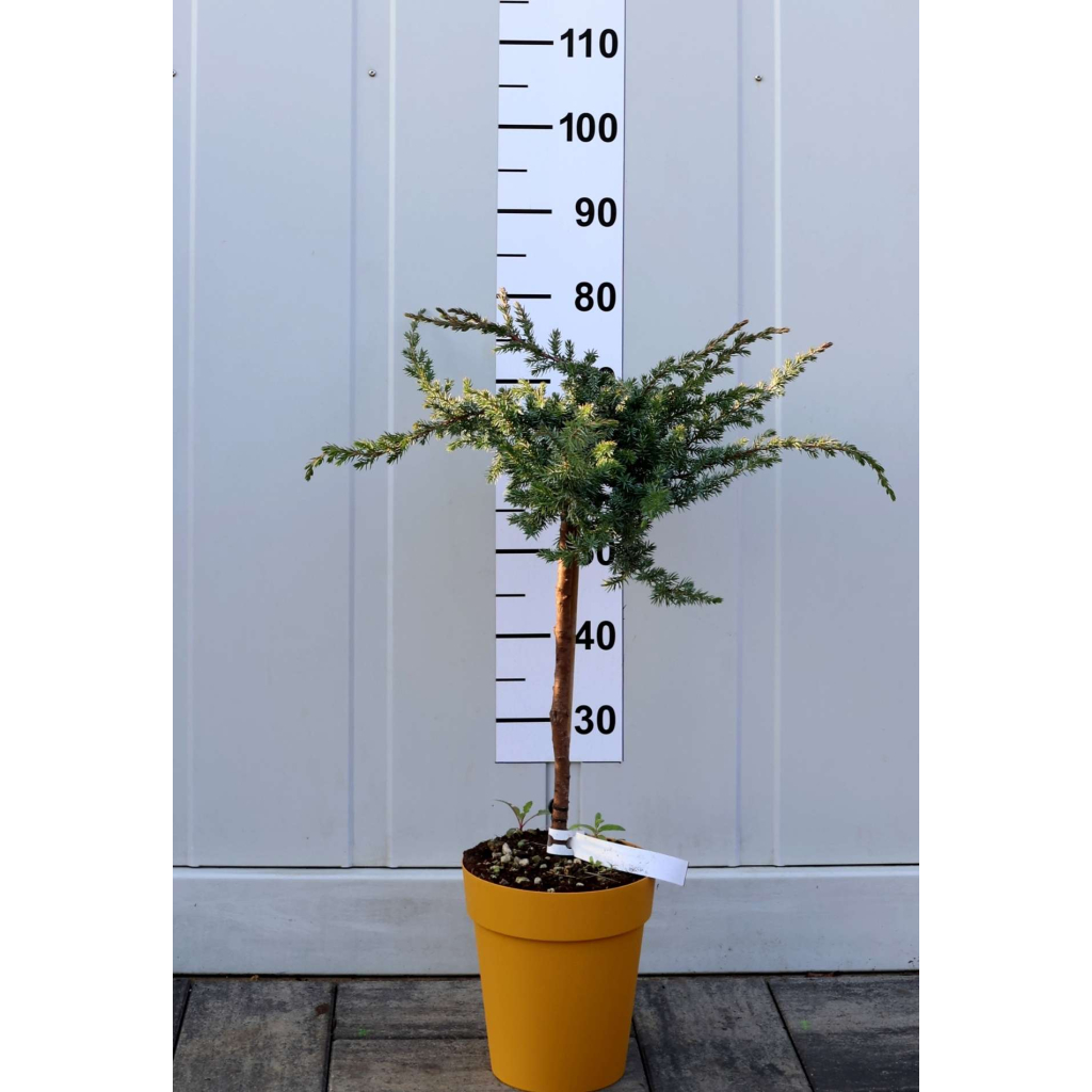 FÖVENYBORÓKA- JUNIPERUS IN VARIETA’ 1/4 STANDARD