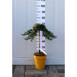 FÖVENYBORÓKA- JUNIPERUS IN VARIETA’ 1/4 STANDARD