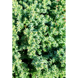 FÖVENYBORÓKA- JUNIPERUS IN VARIETA’ 1/4 STANDARD